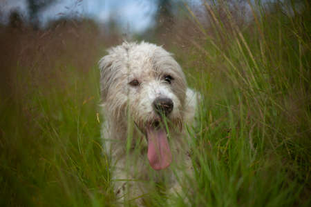 Dog with white fur. Shaggy dog on the street. A beautiful dog for a walk.の写真素材