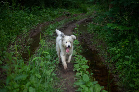 Dog with white fur. Shaggy dog on the street. A beautiful dog for a walk.の写真素材