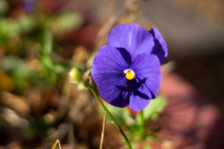 Purple flower. Garden plant. Flower in a flower bed. Natural light. Natural background.の写真素材