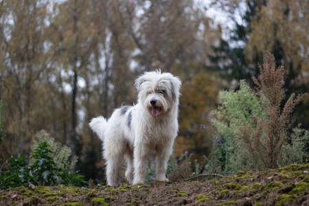 The dog is standing on a hillock. Shaggy dog. Pet has white hair. Walking through the woods with your favorite animal. The dog is happy.の写真素材