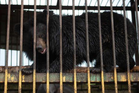 Bear behind bars. Wild bear in the aviary. Big beast in the zoo. Containment of the beast in captivity. Brown bear in a cage.の写真素材