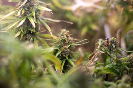 Marijuana grows under lamps. Growing hemp. Plant containing cannabioids. Cannabis leaves and tops.の写真素材