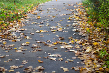 Leaves on the path. Dry maple leaves fell to the asphalt. Autumn weather.の写真素材