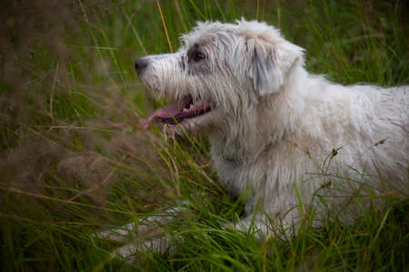 Dog with white fur. Shaggy dog on the street. A beautiful dog for a walk.の写真素材