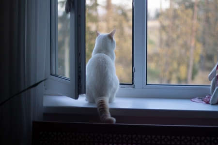 The cat looks out the window. White cat looks outside sitting on the windowsill. Pet.の写真素材