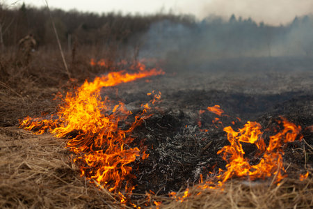 Dry grass is burning. Fire in the field in spring. Burning dead wood over a large area. Dangerous...
