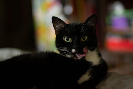Black cat looks into the camera. The pet is lying on the bed. The cat lies in the shade in the room.