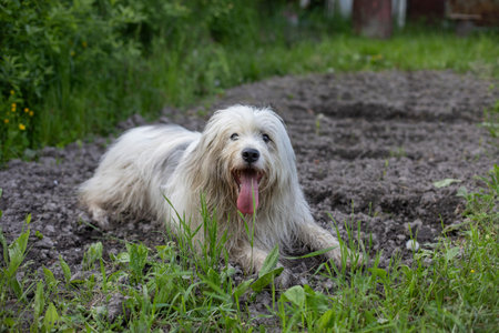The dog walks in nature. White shaggy terrier. The pet is happy on the street. Walking the dog.の写真素材