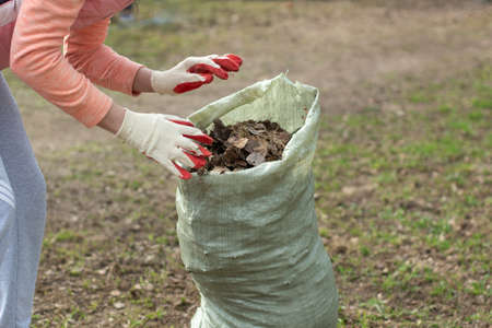Cleaning the leaves in a bag. The gardener collects dry leaves. Yard cleaning. Collecting waste in a bag with your hands.の写真素材