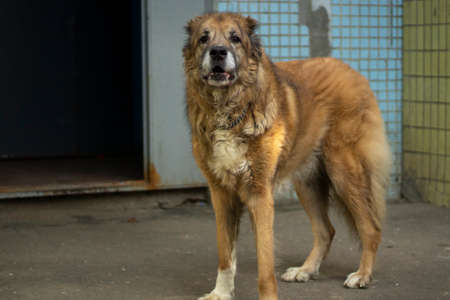 A stray dog is standing in the street. The dog lives on the street. An abandoned pet in the city.の写真素材