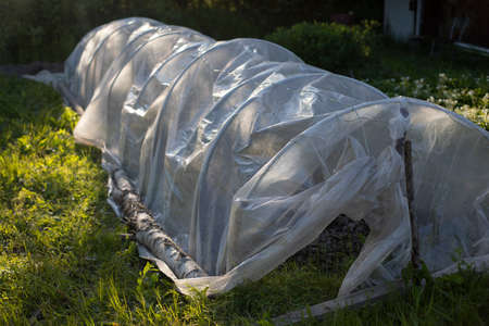 Greenhouse for tomatoes. Vegetable garden in Russia. Tomatoes grow under a canopy. Greenhouse for growing vegetables.の写真素材