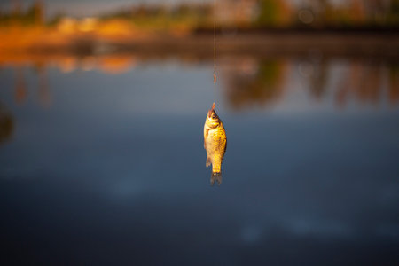 Small fish on the line. Fishing on the lake. The fish fell for the bait. Catch from the water. Fishing in detail.の写真素材