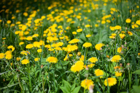 Lots of yellow dandelions. Flowers in the field. Summer flowers grow from green grass.の写真素材