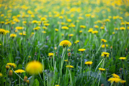 Lots of yellow dandelions. Flowers in the field. Summer flowers grow from green grass.の写真素材