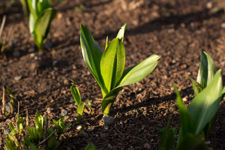 Sprout in the ground. A plant in a flower bed. A green sprout is planted in the ground in the garden.の写真素材