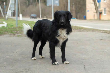 A stray dog is standing in the street. The dog lives on the street. An abandoned pet in the city.の写真素材