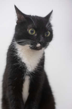 Black and white cat. Close-up cat. The animal sits at home.の写真素材