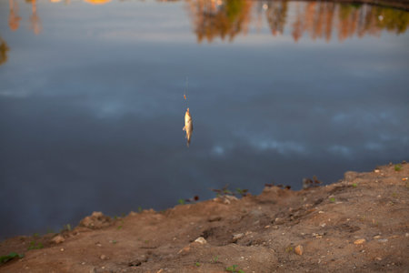 Small fish on the line. Fishing on the lake. The fish fell for the bait. Catch from the water....
