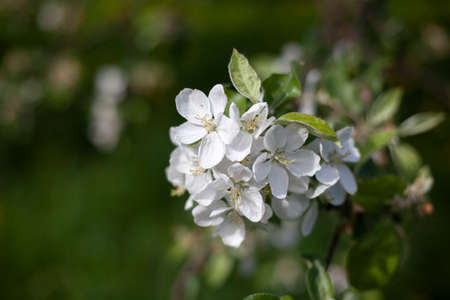 Apple tree flower. Apple branch. White flower on a fruit tree.の写真素材