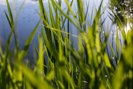 Swamp grass on the water. Nature texture. Freshness of greenery.の写真素材