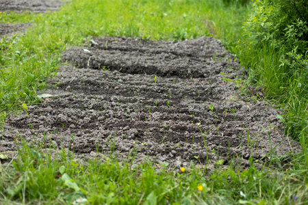 Plowed land. Vegetable garden on the site. Planting preparation. Dug up soil for vegetables.の写真素材