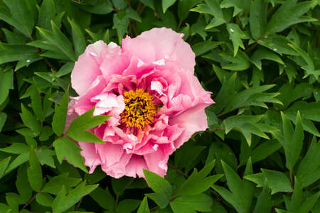 Garden flower. Rosebud. Delicate pink color of the plant. Beautiful flower background.の写真素材