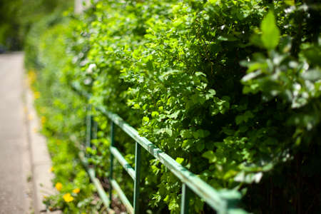 Fence and bushes. City flower bed fencing. Green bushes grow along the road.の写真素材