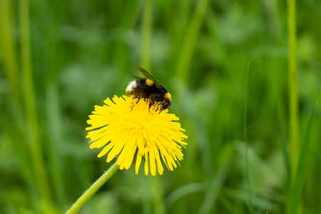 Bumblebee on a yellow dandelion. The insect pollinates the flower. Bumblebee collects nectar in summer. Dandelion in nature.の写真素材