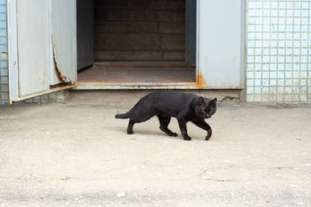 Black cat on the street. The cat was left without a home. A black cat is a bad omen.の写真素材