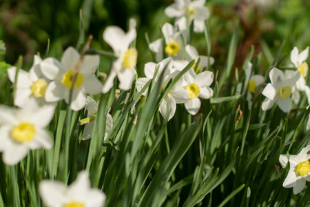 Flowers in the garden. White plants. Beautiful background of flowers.の写真素材
