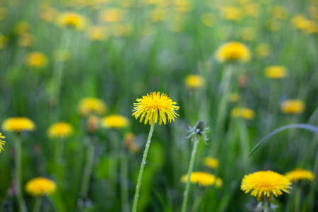 Lots of yellow dandelions. Flowers in the field. Summer flowers grow from green grass.の写真素材