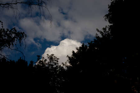 Cloud in the background of the forest. A cou nomadic white cloud. A natural landscape with a dark forest.の写真素材