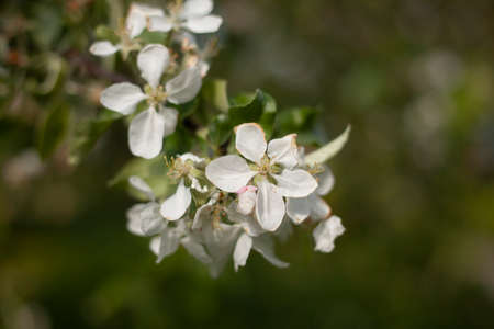 Apple tree flower. Apple branch. White flower on a fruit tree.の写真素材