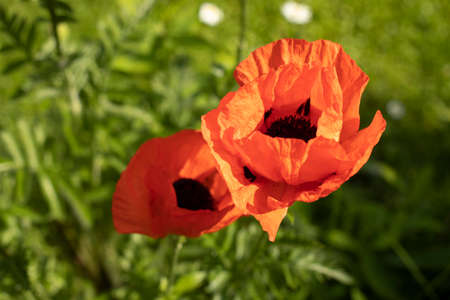 Red poppy. The background is a garden flower. Decorative poppy in the garden. Red flower.の写真素材