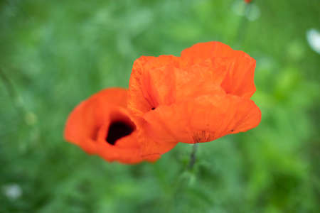 Red poppy. The background is a garden flower. Decorative poppy in the garden. Red flower.の写真素材
