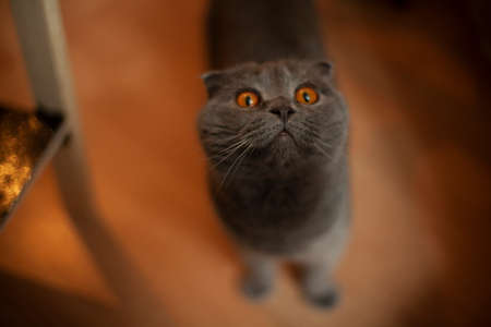 A British cat in an apartment. Portrait of a British cat standing on the floor. A cute pet in the house.の写真素材