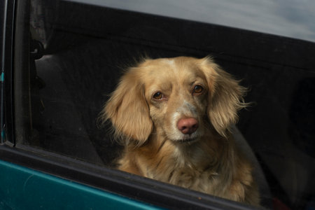 Dog in the car. The dog looks through the glass. The animal is on the trip. The pet is sitting in the car.の写真素材