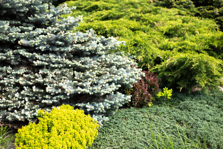 Coniferous garden. Spruce plants. Landscape design with plants. A beautiful background of coniferous trees.の写真素材