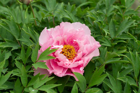 Garden flower. Rosebud. Delicate pink color of the plant. Beautiful flower background.の写真素材