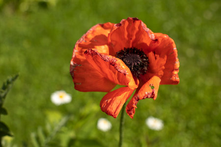 Red poppy. The background is a garden flower. Decorative poppy in the garden. Red flower.の写真素材
