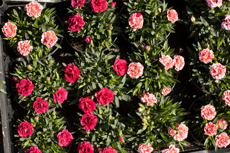 Flowers in the garden. The background of summer flowers. Texture of roses.の写真素材