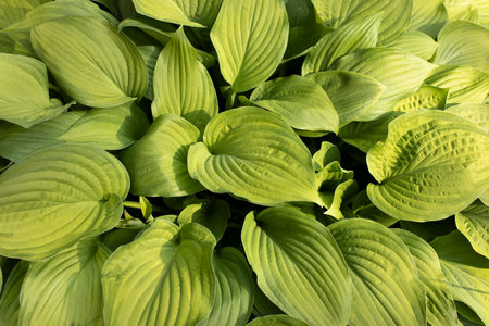 Green leaves of the plant. Natural background greenery in the garden. A salad-colored plant.の写真素材