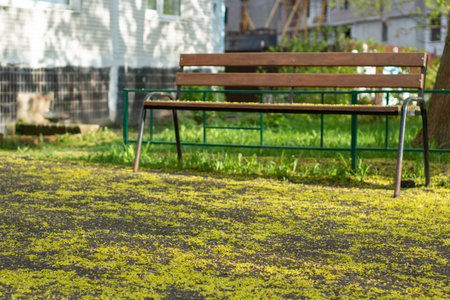 Spring pollen on the road. Blossoming trees in the city. Allergenic pollen from plants lies on the ground. Flowering plants in spring.の写真素材