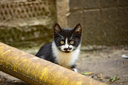 Homeless cat on the street. Black and white cat in the yard. An animal without owners. Cute pet.の写真素材