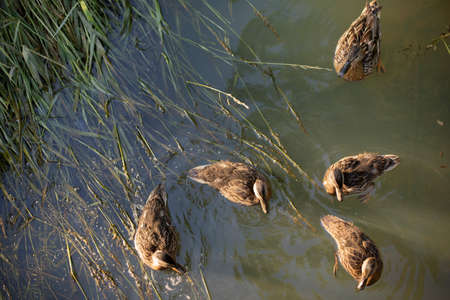 Ducks in the river. Ducks swim on the water. Wild birds in nature.の写真素材
