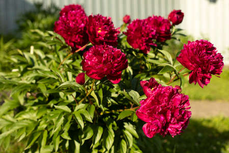 Red flower in the garden. Beautiful flower bud. Plants bloom in summer. Background flowers.の写真素材