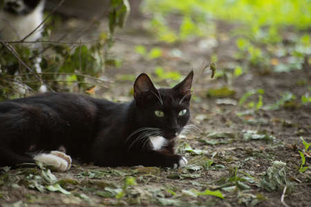 Homeless cat on the street. Black and white cat in the yard. An animal without owners. Cute pet.の写真素材