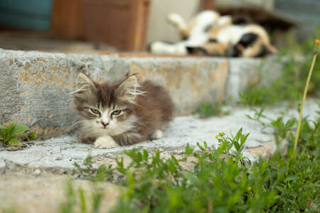 Kitten on the step. Pet on the street. A beautiful kitten lies on the doorstep in the summer.の写真素材