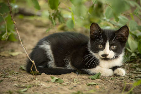 Kitten with a funny mustache. Kitten on the street. Homeless animal.の写真素材