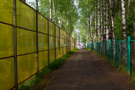 The road between the fences. The park path. Birches along the fence.の写真素材